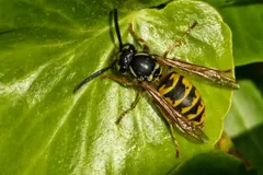 Common wasp worker with yellow and black bands on a green leaf
