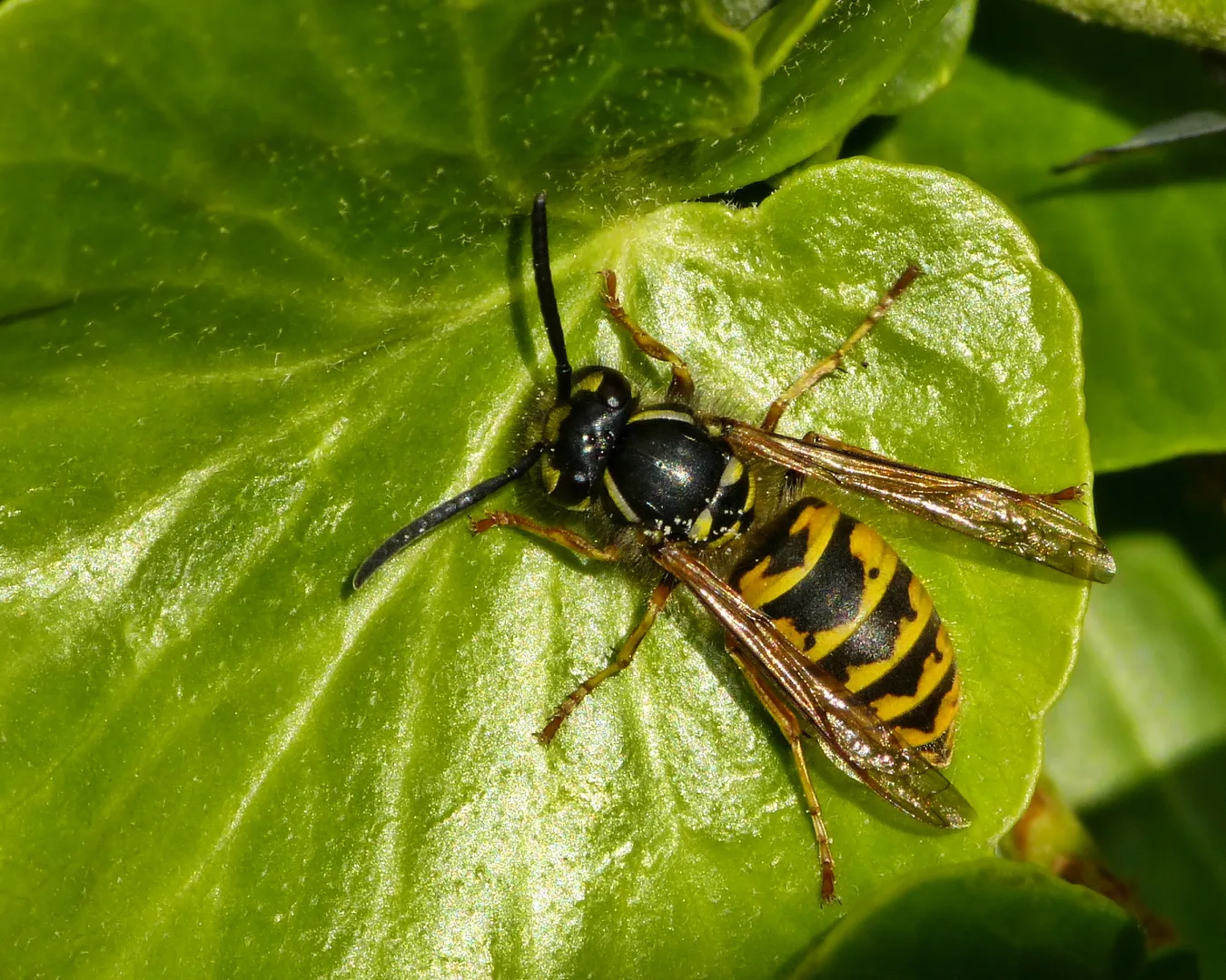 Common Wasp