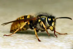 Common wasp seen side-on, showing its narrow waist