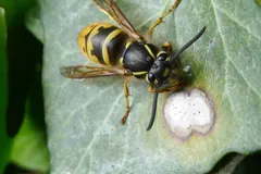 Common wasp queen resting on an ivy leaf