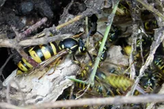 Common wasp queen on the papery shell of her early nest