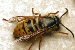 Common wasp worker with folded wings on a pale stone