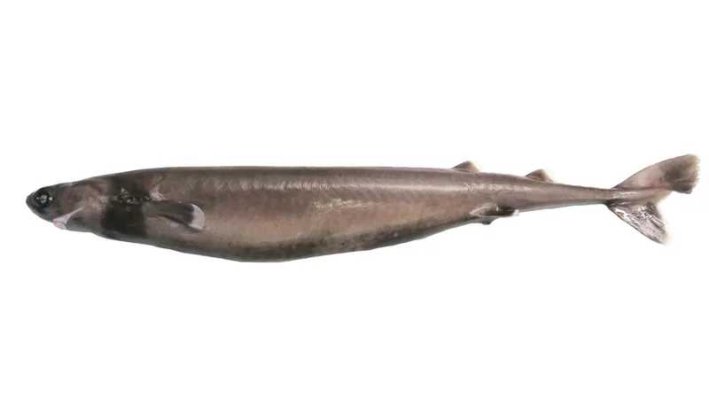 Small brown cookiecutter shark laid on its side on a white background, the dark collar behind its head