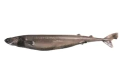 Cookiecutter Shark