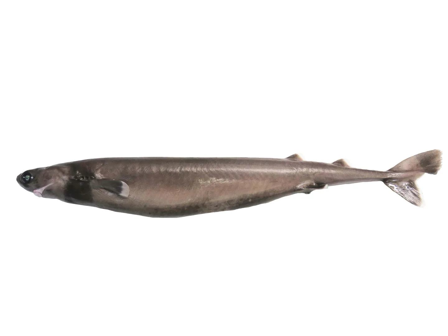 Cookiecutter Shark