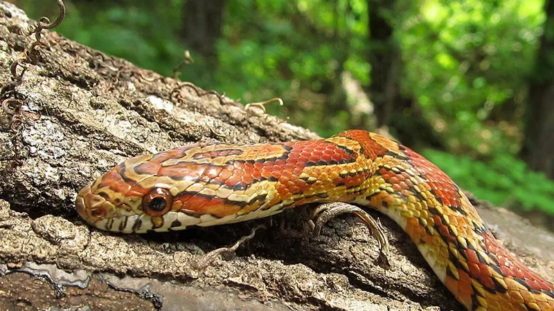 Orange corn snake with red saddles stretched across a fallen log
