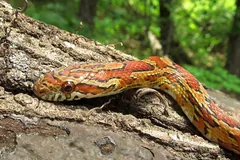 Corn Snake