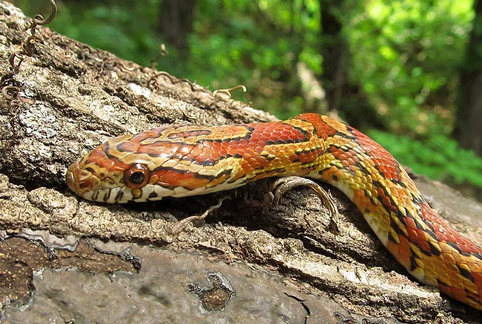 Orange corn snake with red saddles stretched across a fallen log