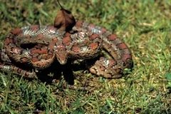 Coiled corn snake with red-brown blotches on short grass