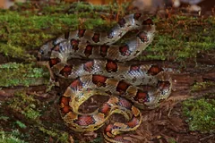 Corn snake coiled on mossy forest floor among leaves