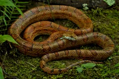 Brownish-orange corn snake curled among ferns and moss