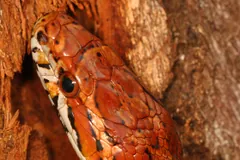 Corn snake climbing a tree trunk with its head raised