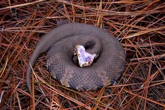 Cottonmouth