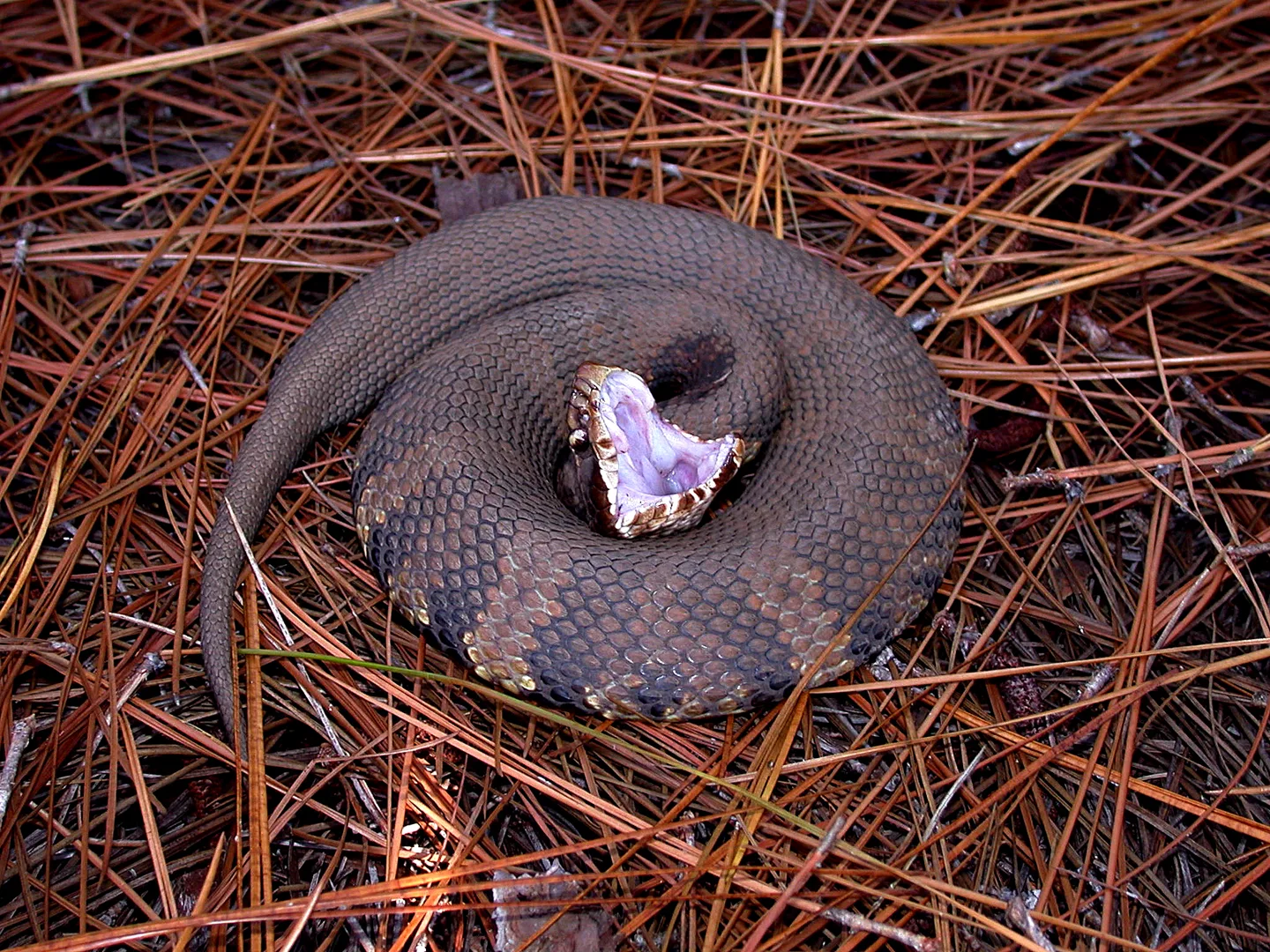 Cottonmouth coiled on pine needles with its jaws wide open, showing the white lining of its mouth