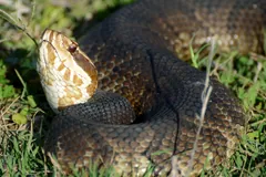 Cottonmouth raising its pale-jawed head above its dark coils in short grass
