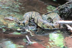 Light-patterned cottonmouth coiled on rocks in a shallow stream