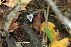 Cottonmouth gaping from autumn leaf litter, its white mouth open