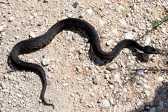 Dark adult cottonmouth crossing sandy ground with its head raised