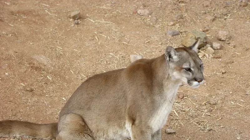 Cougar sitting