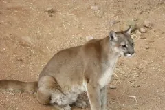 Cougar