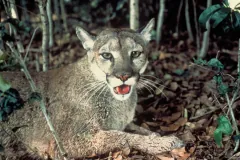 Wild puma panther