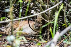 Wild Puma