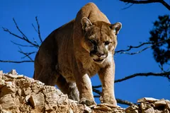 Cougar crouched on a rocky ledge against a blue sky in Glacier National Park, Montana