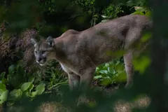 Cougar standing among green undergrowth, looking toward the camera, in Washington state