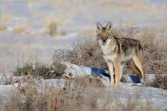 Coyote in natural habitat