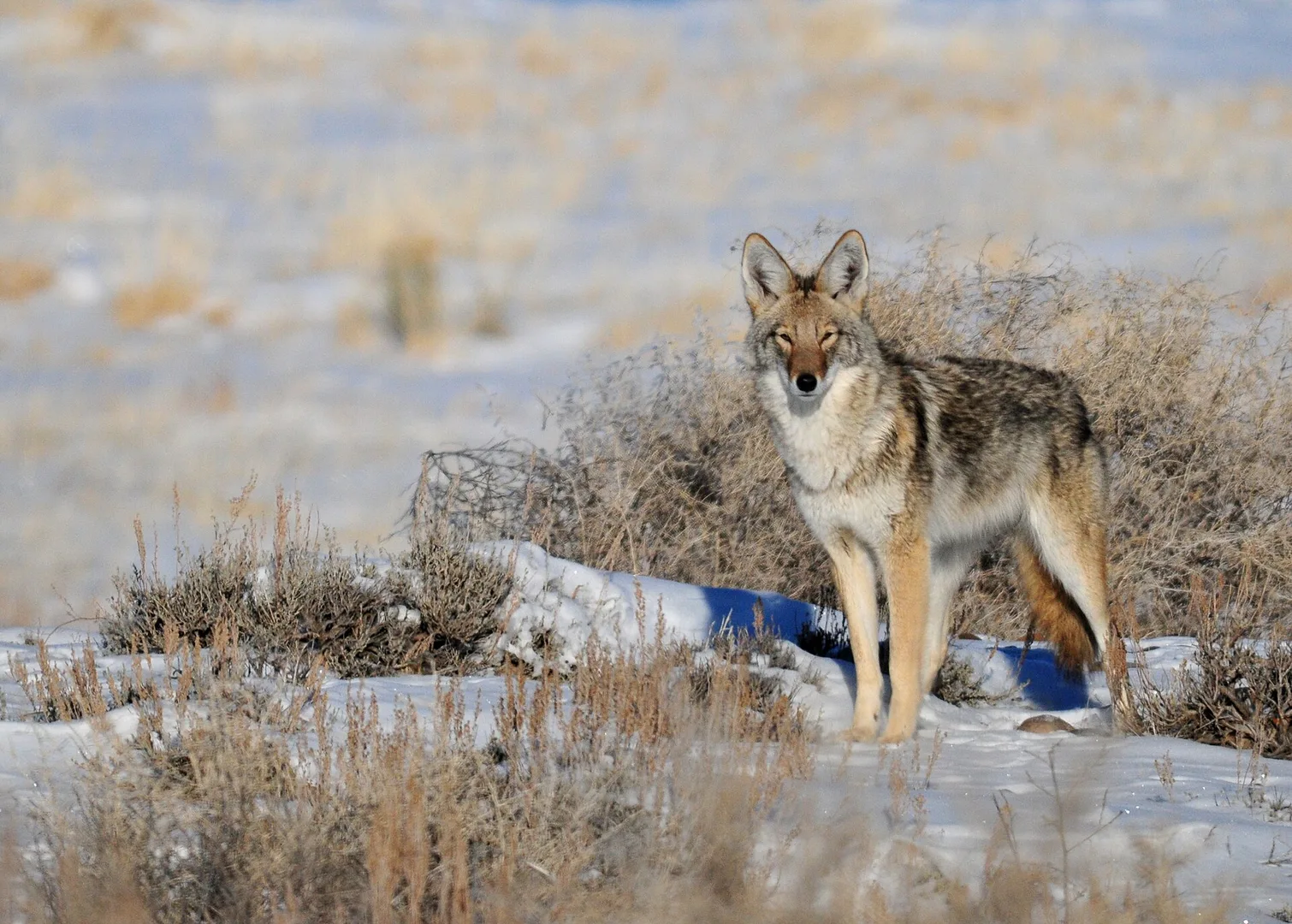 Coyote in natural habitat