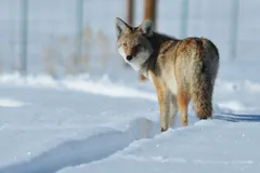Coyote in natural habitat