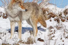 Coyote in natural habitat