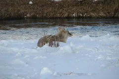 Coyote in natural habitat