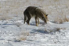 Coyote in natural habitat