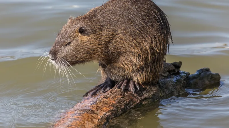 Brown coypu with long white whiskers perched on a branch at the water's surface