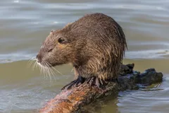 Coypu