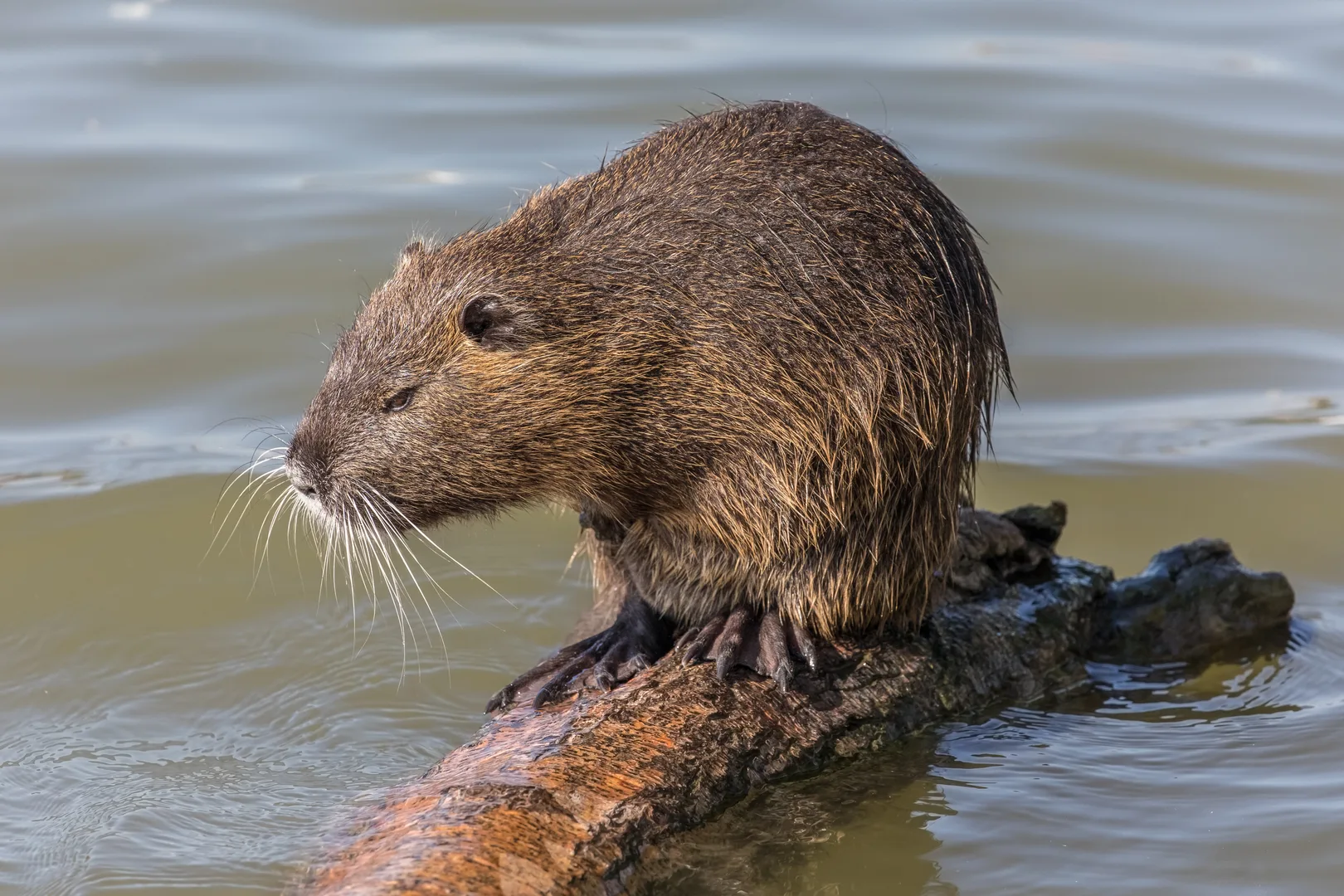 Coypu