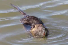 Coypu swimming with only its head and back above the water, tail trailing behind