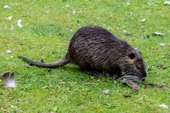 Coypu walking on short grass, its long, rounded, scaly tail stretched out behind