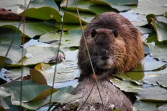 Wet coypu sitting among floating lily pads in a pond