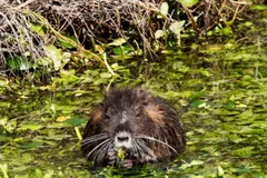 Coypu feeding among green water plants at the edge of a wetland