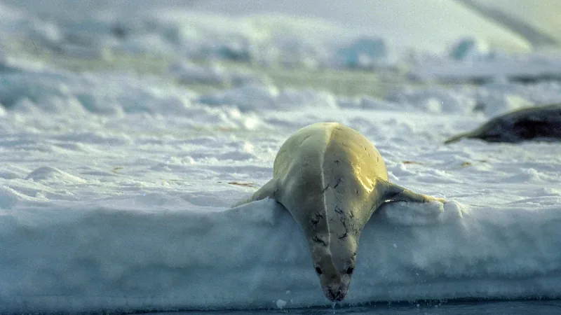 Pale, scarred crabeater seal sliding head-first off the edge of an ice floe into the water