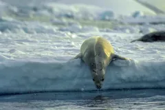 Crabeater Seal