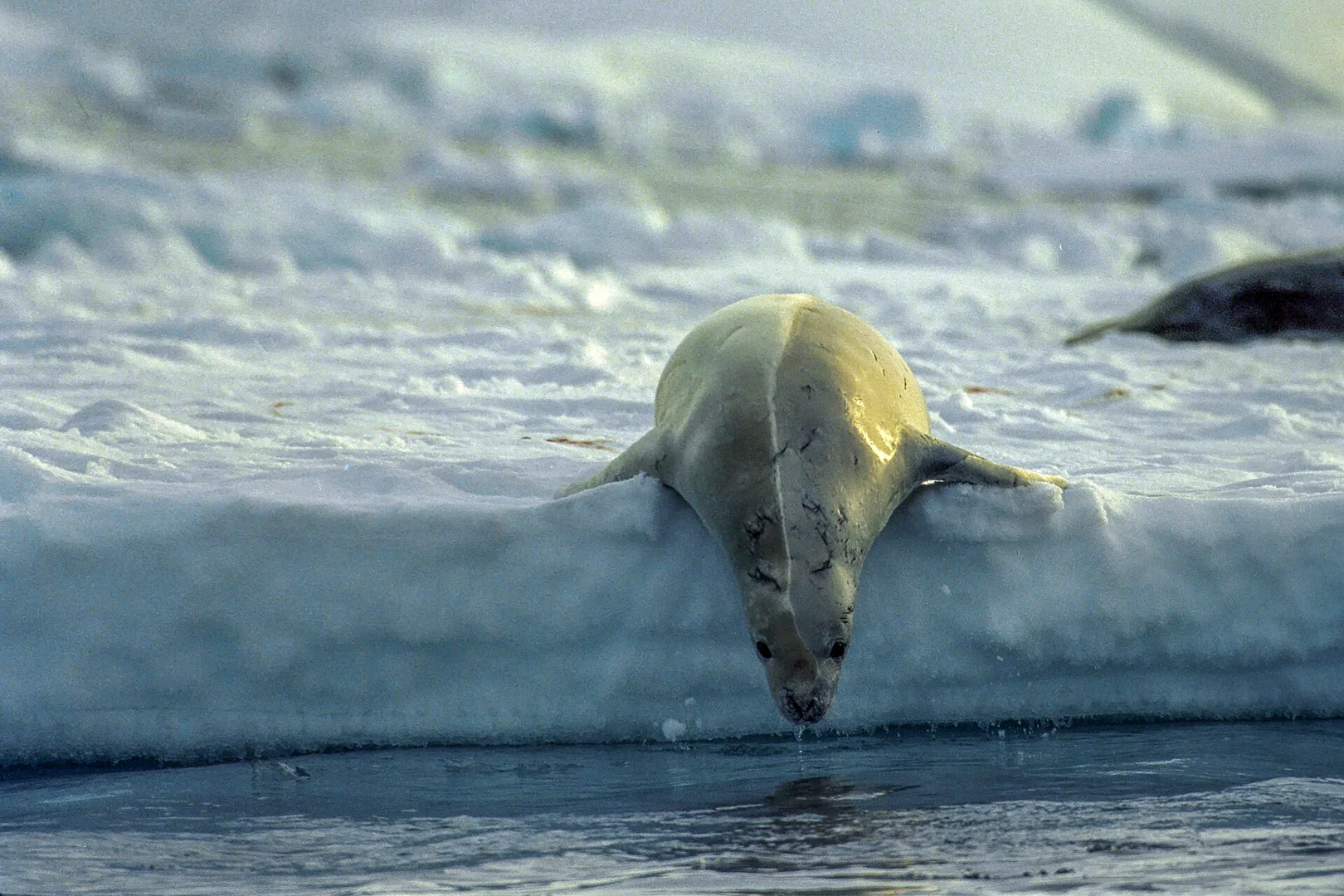 Pale, scarred crabeater seal sliding head-first off the edge of an ice floe into the water