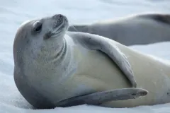 Crabeater seal lying on its side on snow with its head raised, a second seal behind