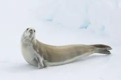 Crabeater seal on the sea ice in Antarctica