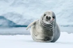 Pale crabeater seal sitting up on snow in front of an iceberg, looking at the camera