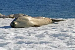 Crabeater seal lying stretched out on a snowy ice floe beside dark water