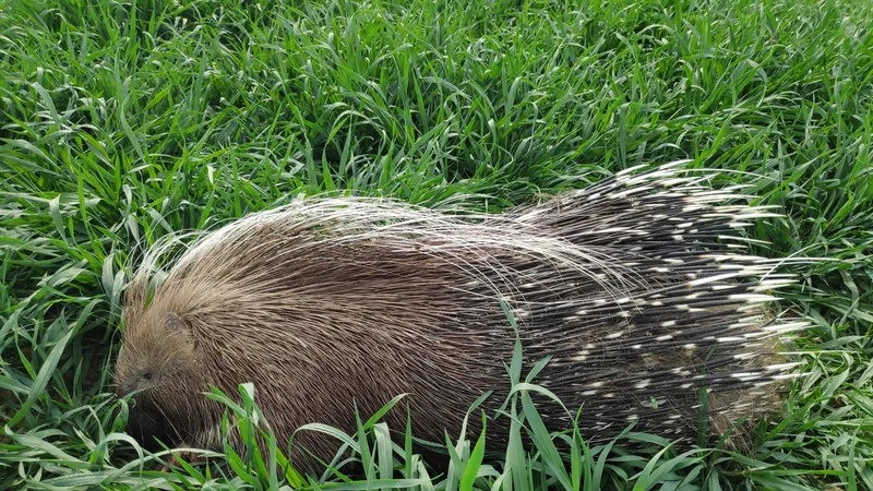 Crested porcupine walking through tall green grass, its long banded quills laid back along its body