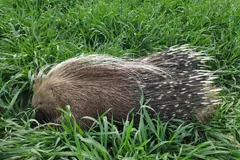 Crested porcupine walking through tall green grass, its long banded quills laid back along its body